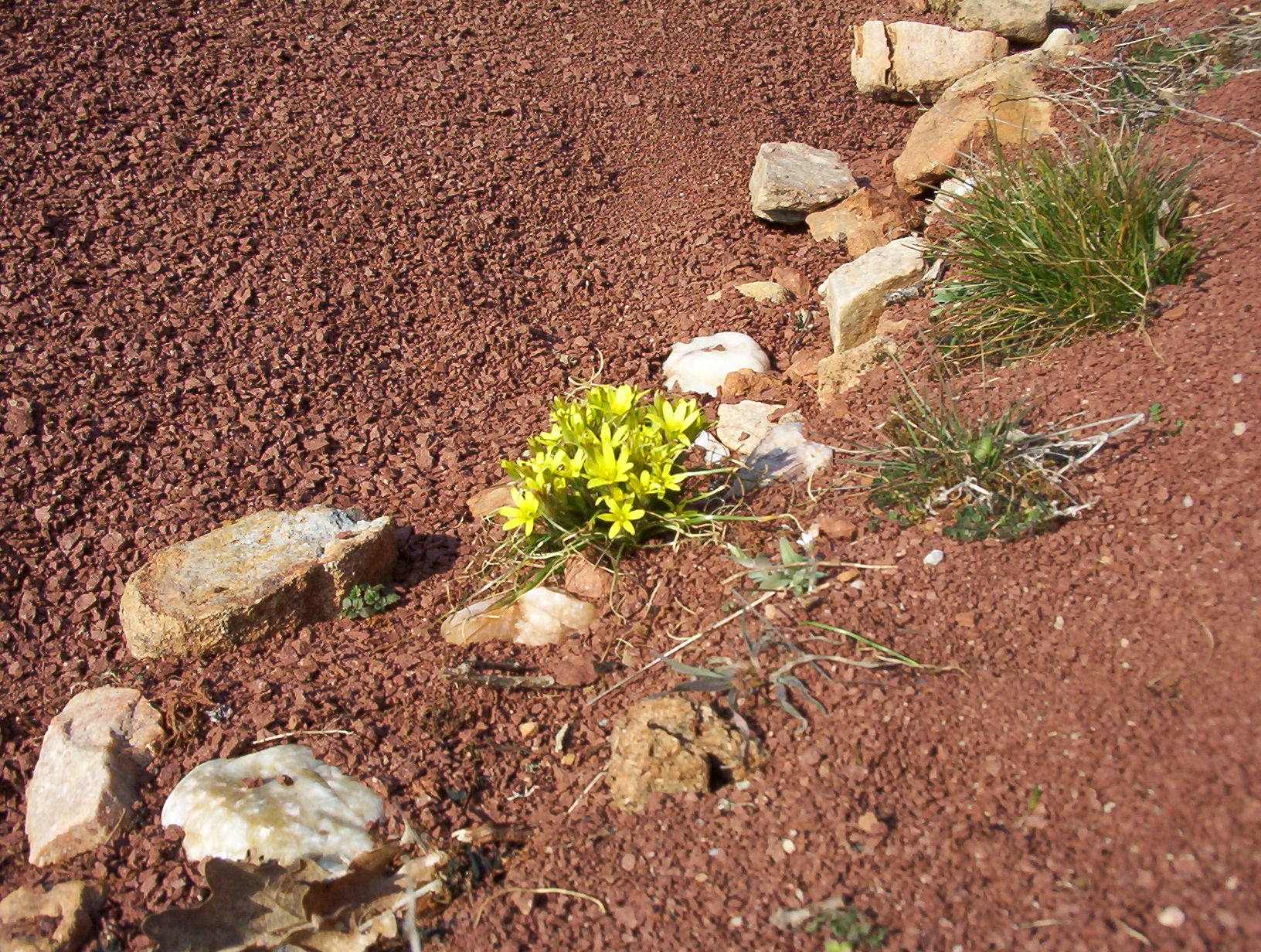 Gagée des rochers (Gagea bohemica, Liliacées)