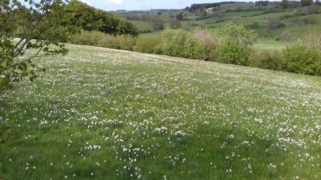 Narcisses sur l'Aubrac