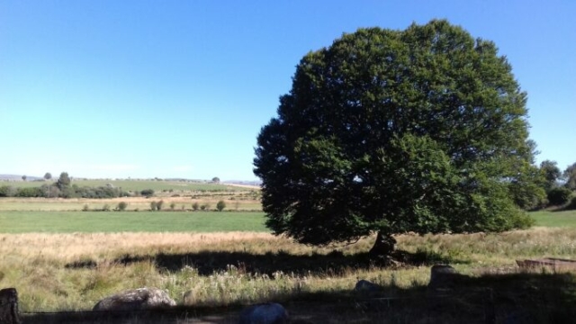 Hêtre (Fagus sylvatica, Fagacées)