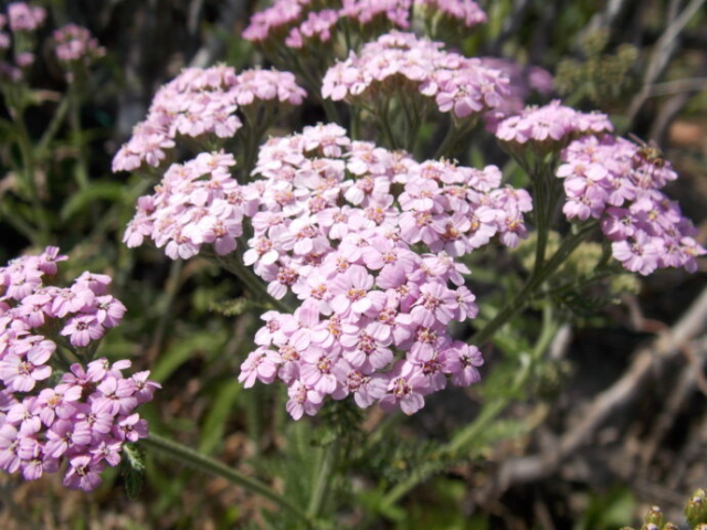 Achillée millefeuille (Achillea millefolium, Astéracées)