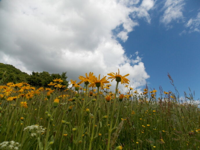 Arnica des montagnes (Arnica montana, Astéracées)