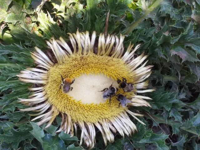 Carline à feuilles d'acanthe (Carlina acanthifolia, Astéracées)