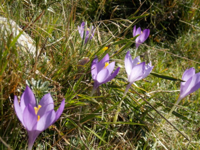 Crocus d'automne (Crocus nudiflorus, Iridacées)