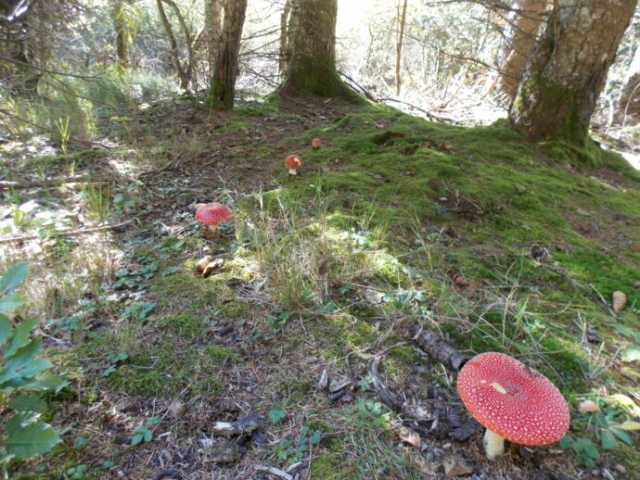 Amanites tue-mouches (Amanita muscaria, Amanitacées)