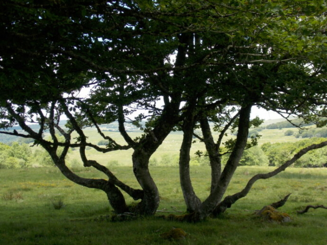 Hêtres sur l'Aubrac