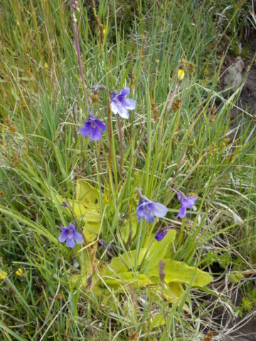 Grassette à grandes fleurs (Pinguicula grandiflora, Lentibulariacées)