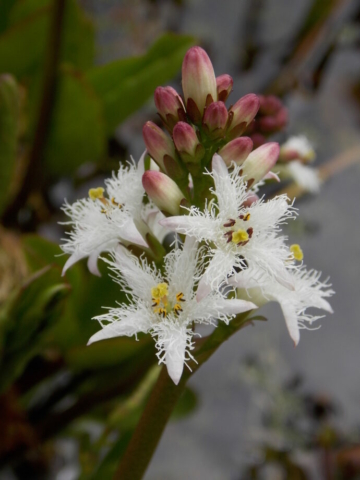 Ményanthe trèfle d'eau (Menyanthes trifoliata, Ményanthacées)