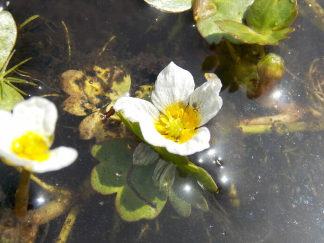 Renoncule aquatique (Ranunculus sp., Renonculacées)