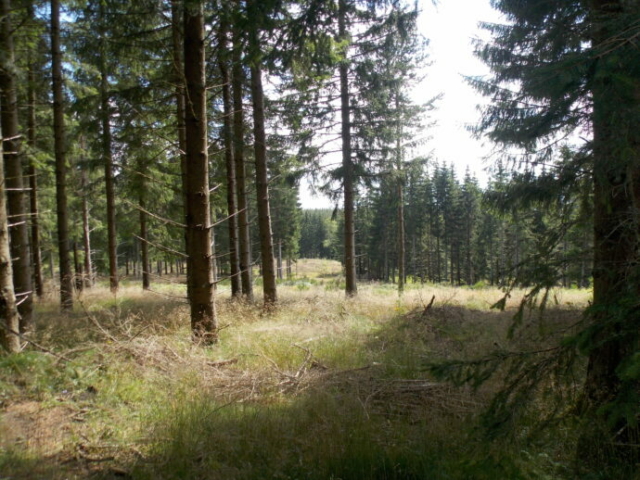 Forêt de conifères sur l'Aubrac cantalien