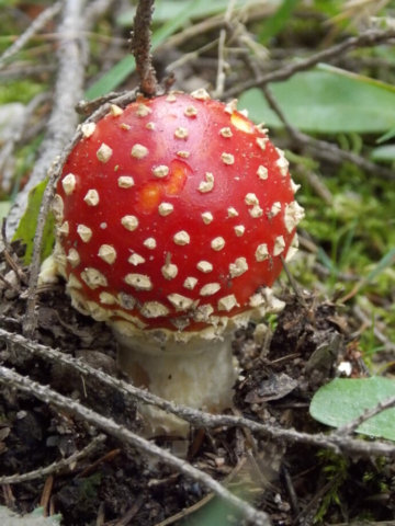 Amanite tue-mouches (Amanita muscaria, Amanitacées)