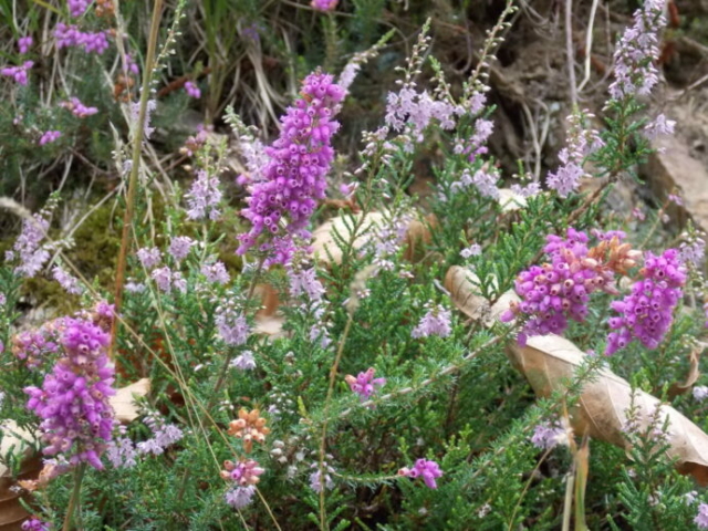 Bruyère cendrée et Callune (Erica cinerea & Calluna vulgaris (Ericacées)