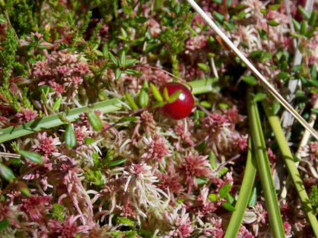 Canneberge à petits fruits, sur Sphaignes (Vaccinium microcarpum, Ericacées)