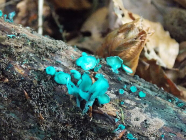 Pézize turquoise (Chlorociboria aeruginascens, Chlorociboriacées)