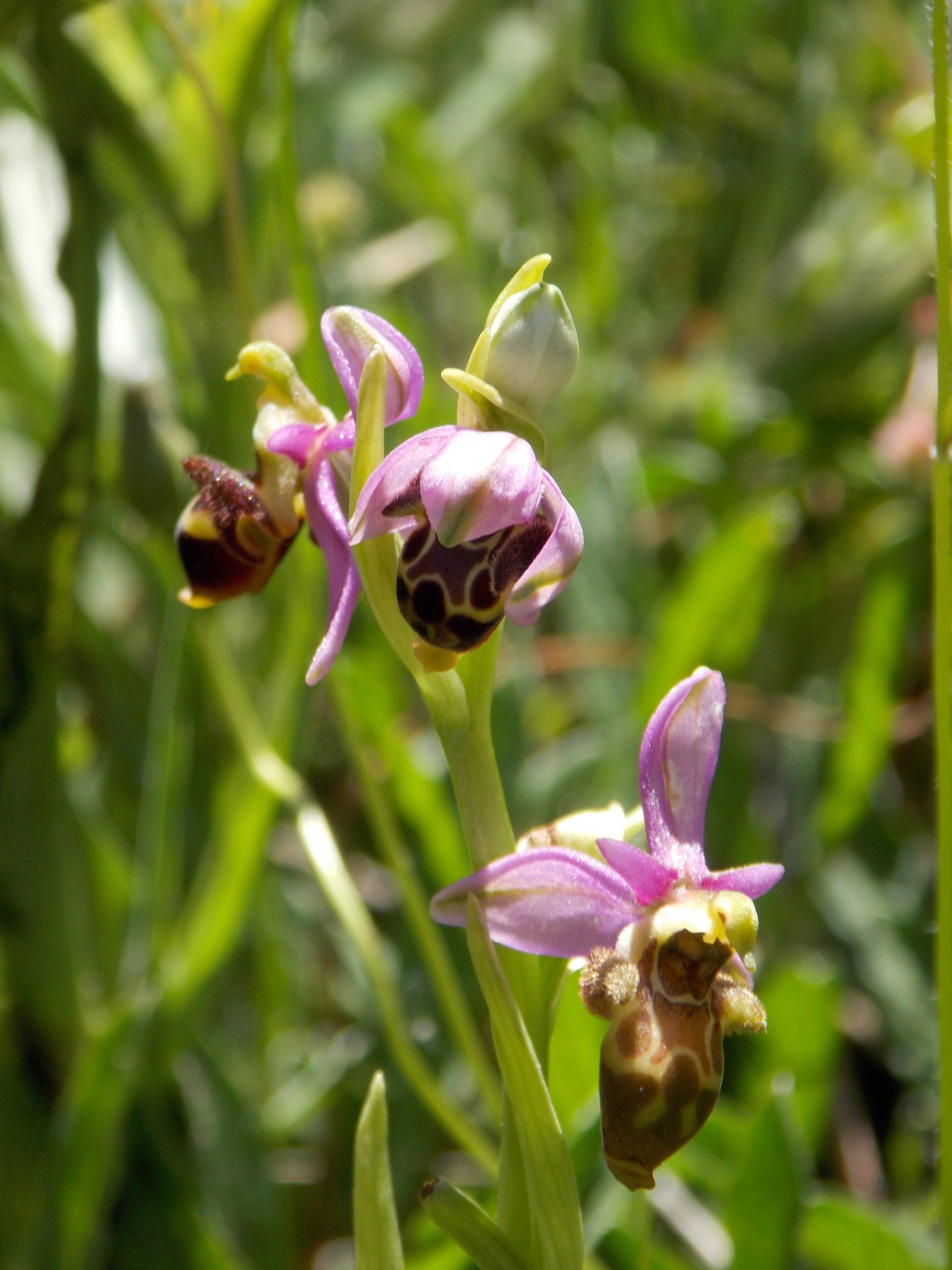 Ophrys bécasse (Ophrys scolopax, Orchidacées)