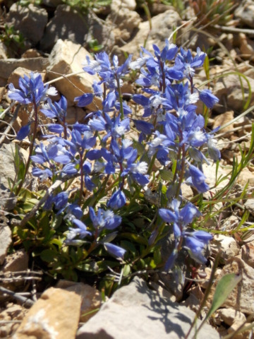 Polygale du calcaire (Polygala calcarea, Polygalacées)