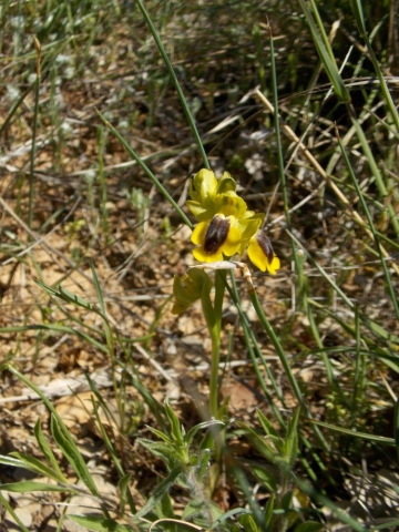 Ophrys jaune (Ophrys lutea, Orchidacées)