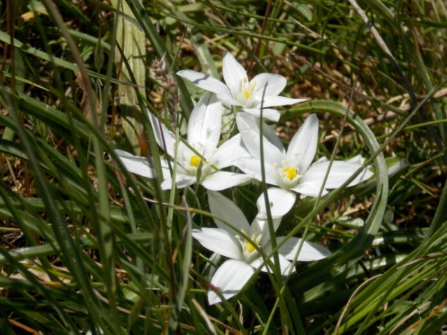 Ornithogale en ombelle (Ornithogalum umbellatum, Asparagacées)