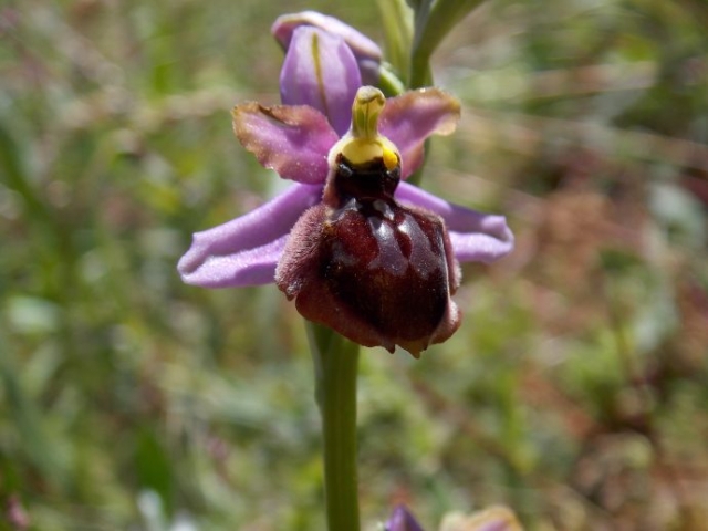 Ophrys de l'Aveyron (Ophrys aveyronensis, Orchidacées)