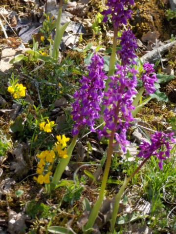 Orchis mâle (Orchis mascula, Orchidacées)