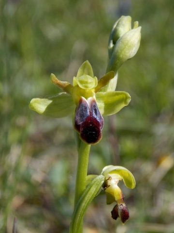 Ophrys silloné (Ophrys sulcata, Orchidacées)