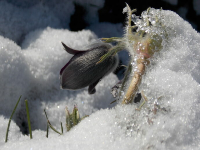 Pulsatille rouge (Pulsatilla rubra var. rubra, Renonculacées)