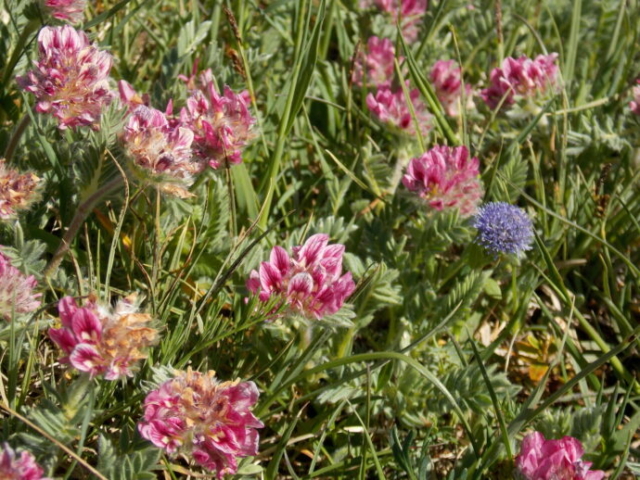 Anthyllide de montagne (Anthyllis montana, Fabacées)