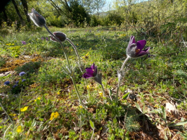 Pulsatille tardive (Pulsatilla rubra var. serotina, Renonculacées)