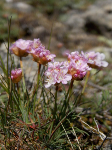 Armérie de Girard (Armeria girardii, Plumbaginacées)