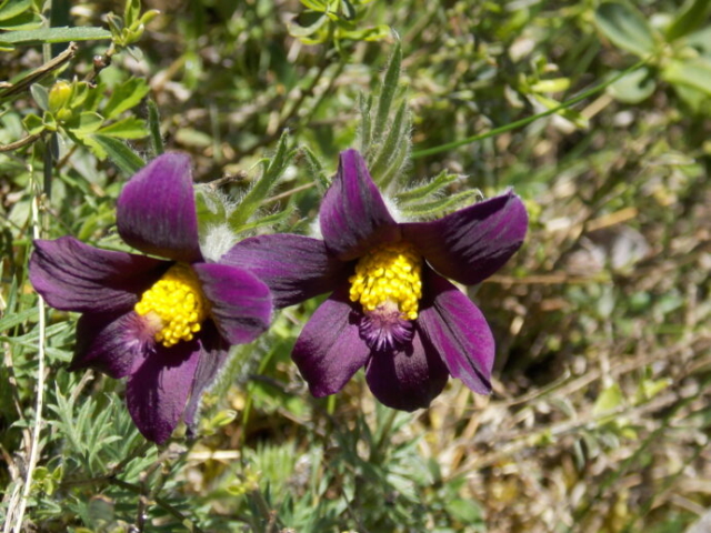 Pulsatille tardive (Pulsatilla rubra var. serotina, Renonculacées)