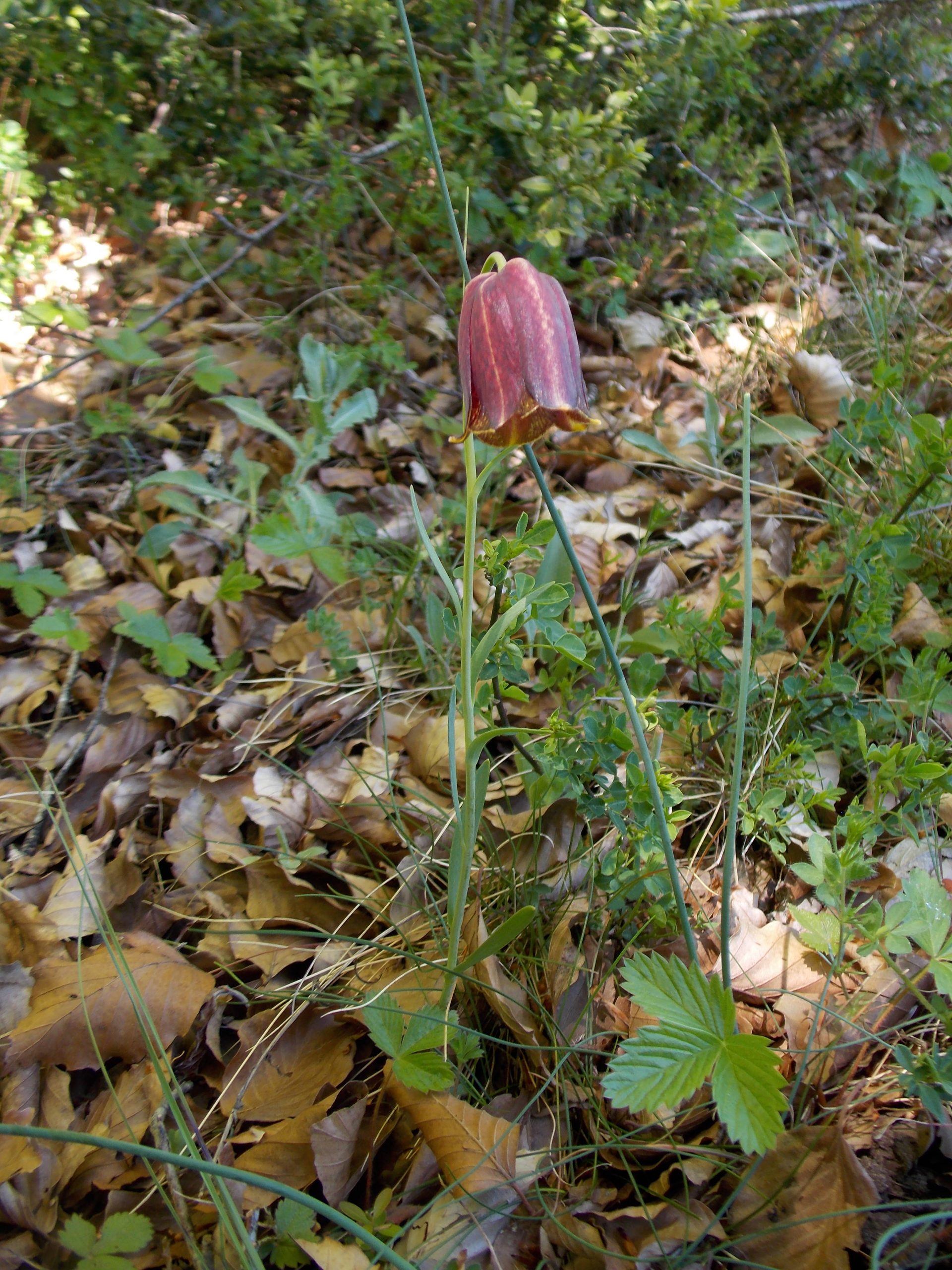 Fritillaire des Pyrénées (Fritillaria pyrenaica, Liliacées)