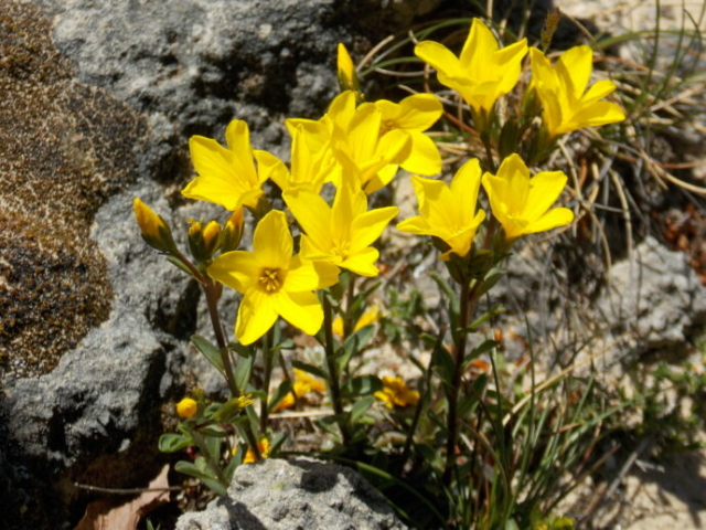 Lin campanulé (Linum campanulatum, Linacées)