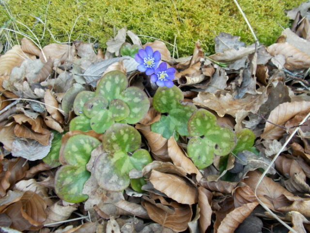 Anémone hépatique (Anemone hepatica, Renonculacées)