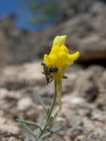 Linaire couchée (Linaria supina, Plantaginacées)