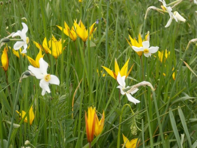 Tulipes et Narcisses sur l'Aubrac