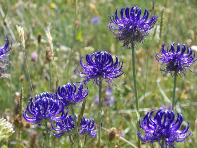 Raiponce orbiculaire (Phyteuma orbiculare, Campanulacées)