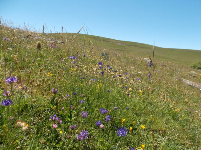 Prairie fleurie sur l'Aubrac