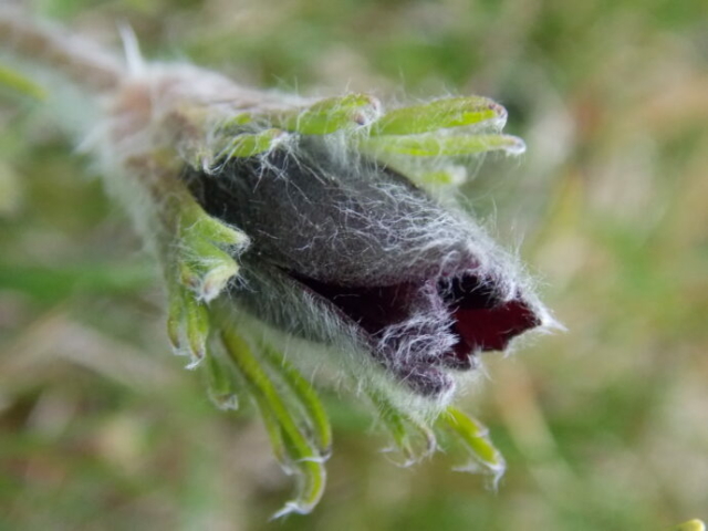 Pulsatille rouge (Pulsatilla rubra var. rubra, Renonculacées)