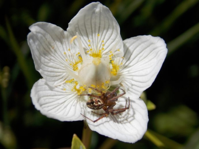 Parnassie des marais (Parnassia palustris, Célastracées)