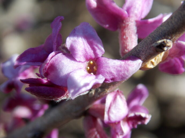 Bois joli (Daphne mezereum, Thyméléacées)