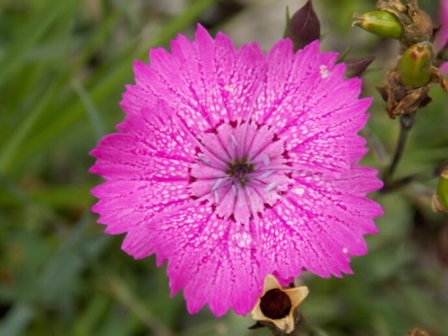 Oeillet sylvestre (Dianthus seguieri subsp. pesudocollinus, Caryophyllacées)