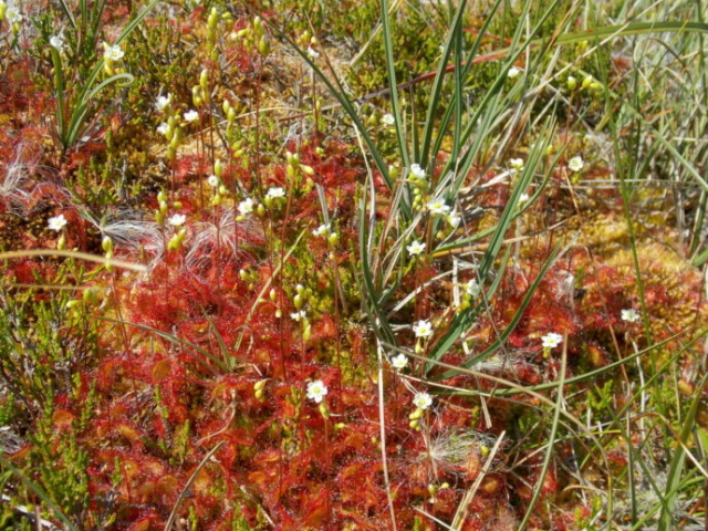 Rossolis à feuilles rondes (Drosera rotundifolia, Droséracées)