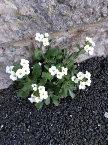 Arabette du Caucase (Arabis caucasica, Brassicacées)