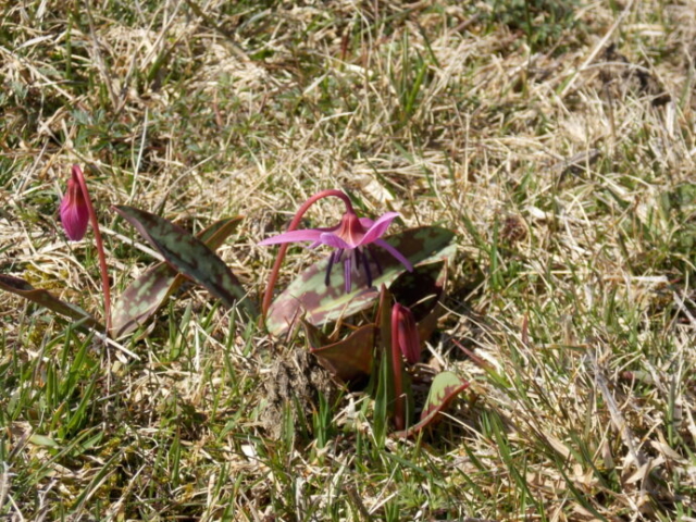 Erythrone dent-de-chien (Erythronium dens-canis, Liliacées)