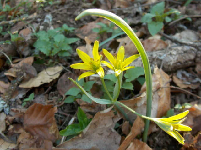 Gagée jaune (Gagea lutea, Liliacées)