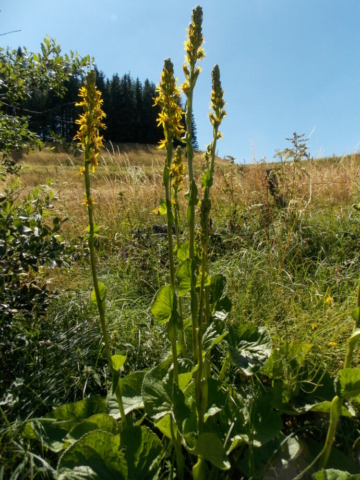 Ligulaire de Sibérie (Ligularia sibirica, Astéracées)