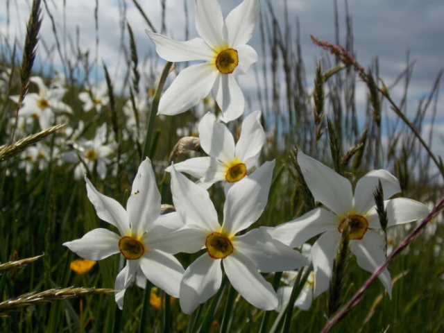 Narcisse des poètes (Narcissus poeticus, Amaryllidacées)