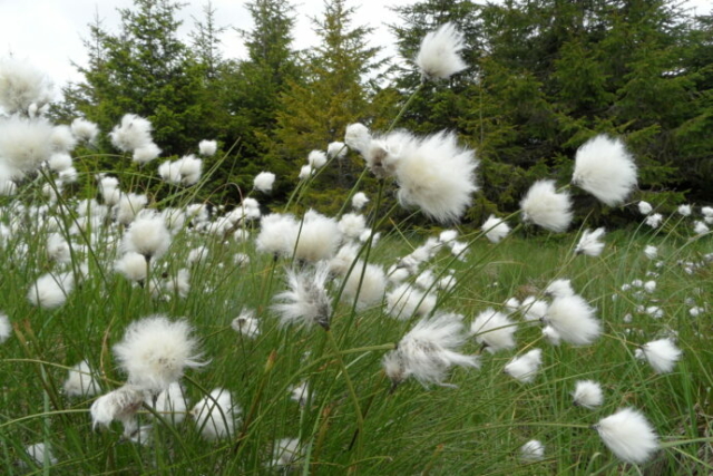 Linaigrette engainante (Eriophorum vaginatum, Cypéracées)