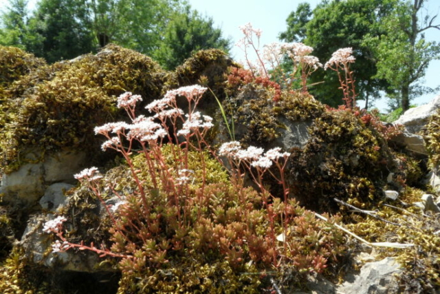 Orpin blanc (Sedum album, Crassulacées)