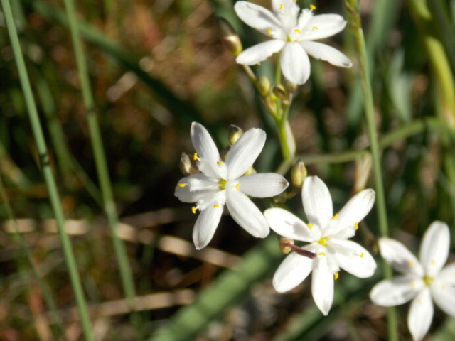 Siméthide à feuilles planes (Simethis mattiazzii, Asphodelacées)